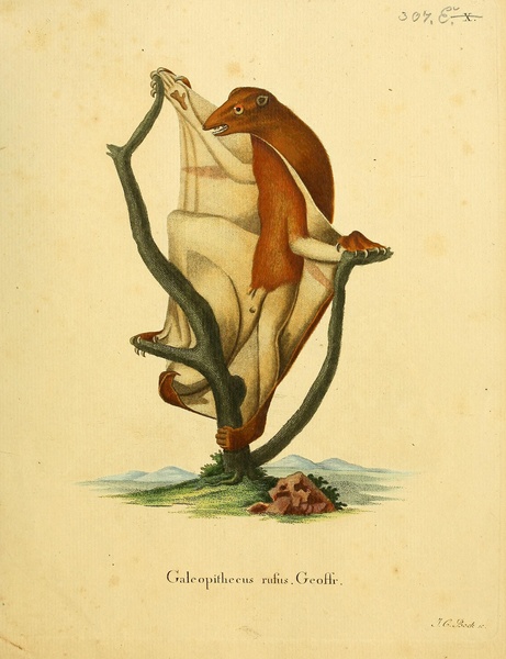 Flying Lemur Colugo by History In Your Home